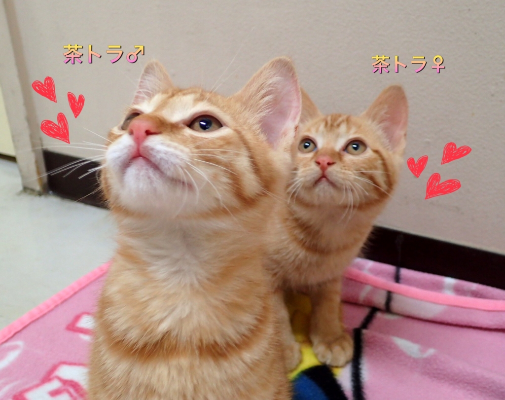 f:id:nozawa_clinic:20170525113413j:plain
