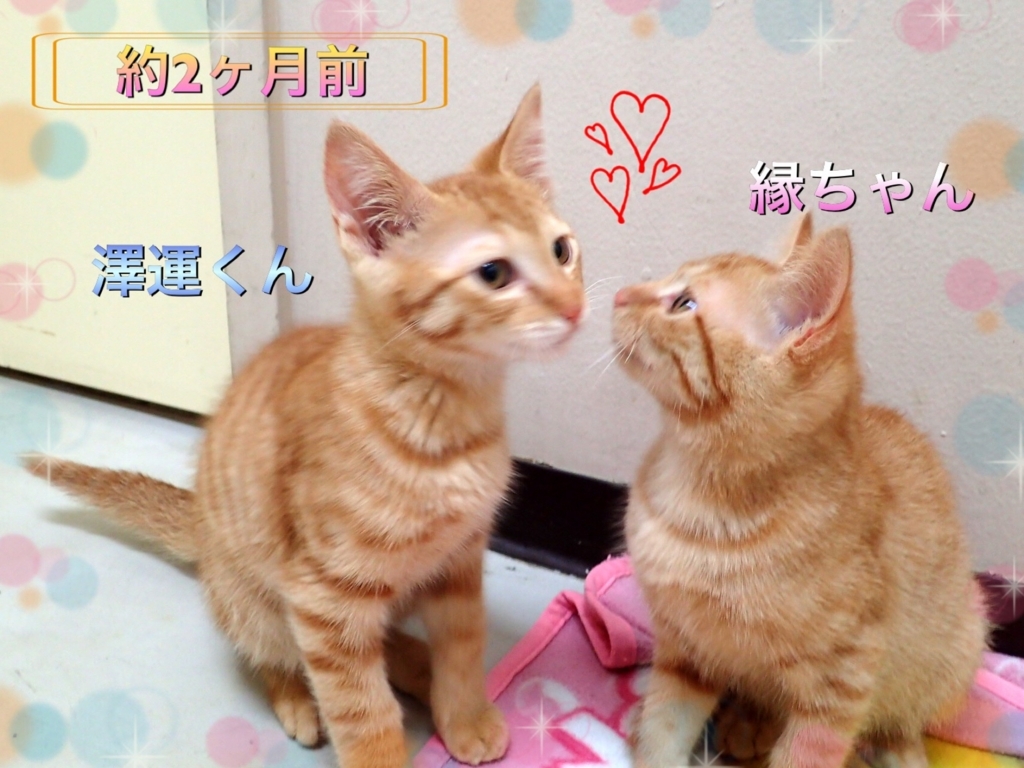 f:id:nozawa_clinic:20170718181718j:plain f:id:nozawa_clinic:20170718181718j:plain