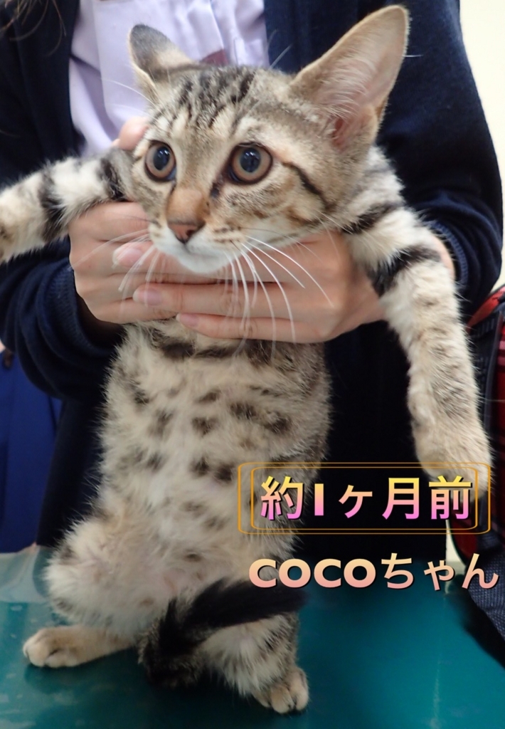 f:id:nozawa_clinic:20170718190333j:plain f:id:nozawa_clinic:20170718190333j:plain