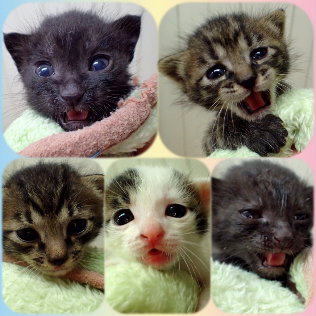 f:id:nozawa_clinic:20180508181426j:plain f:id:nozawa_clinic:20180508181426j:plain