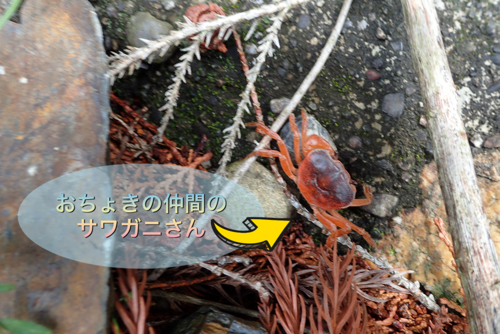 f:id:nozawa_clinic:20180508183839j:plain f:id:nozawa_clinic:20180508183839j:plain