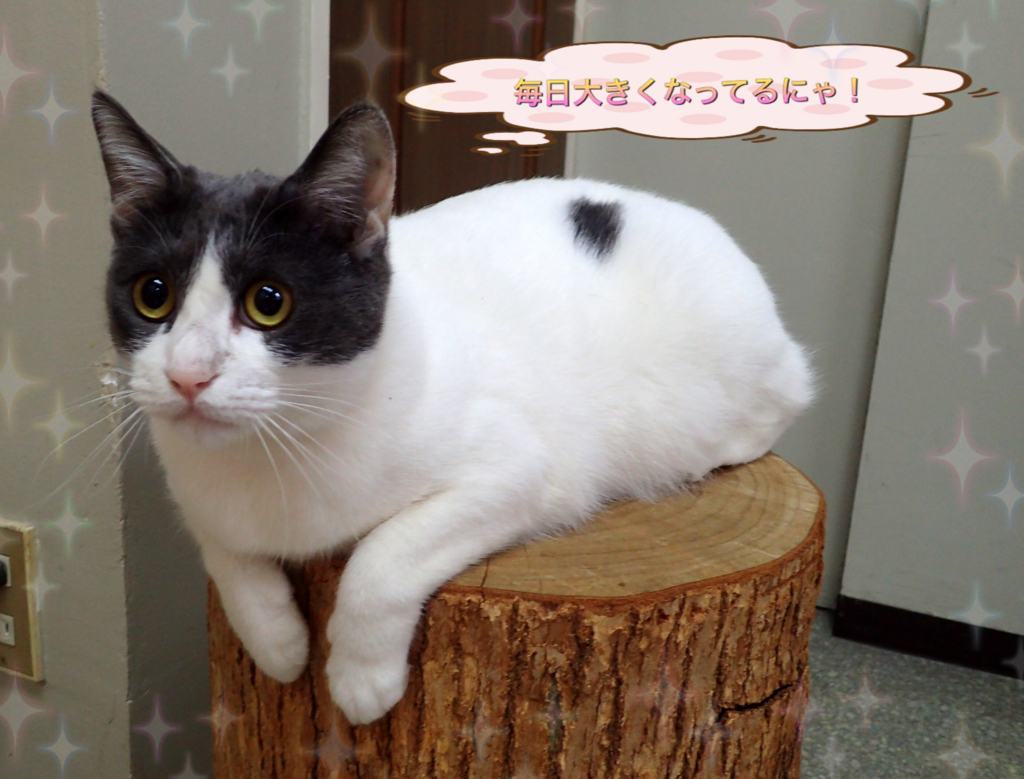 f:id:nozawa_clinic:20180509114755j:plain f:id:nozawa_clinic:20180509114755j:plain