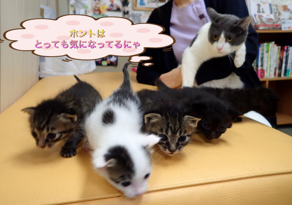 f:id:nozawa_clinic:20180509180423j:plain f:id:nozawa_clinic:20180509180423j:plain