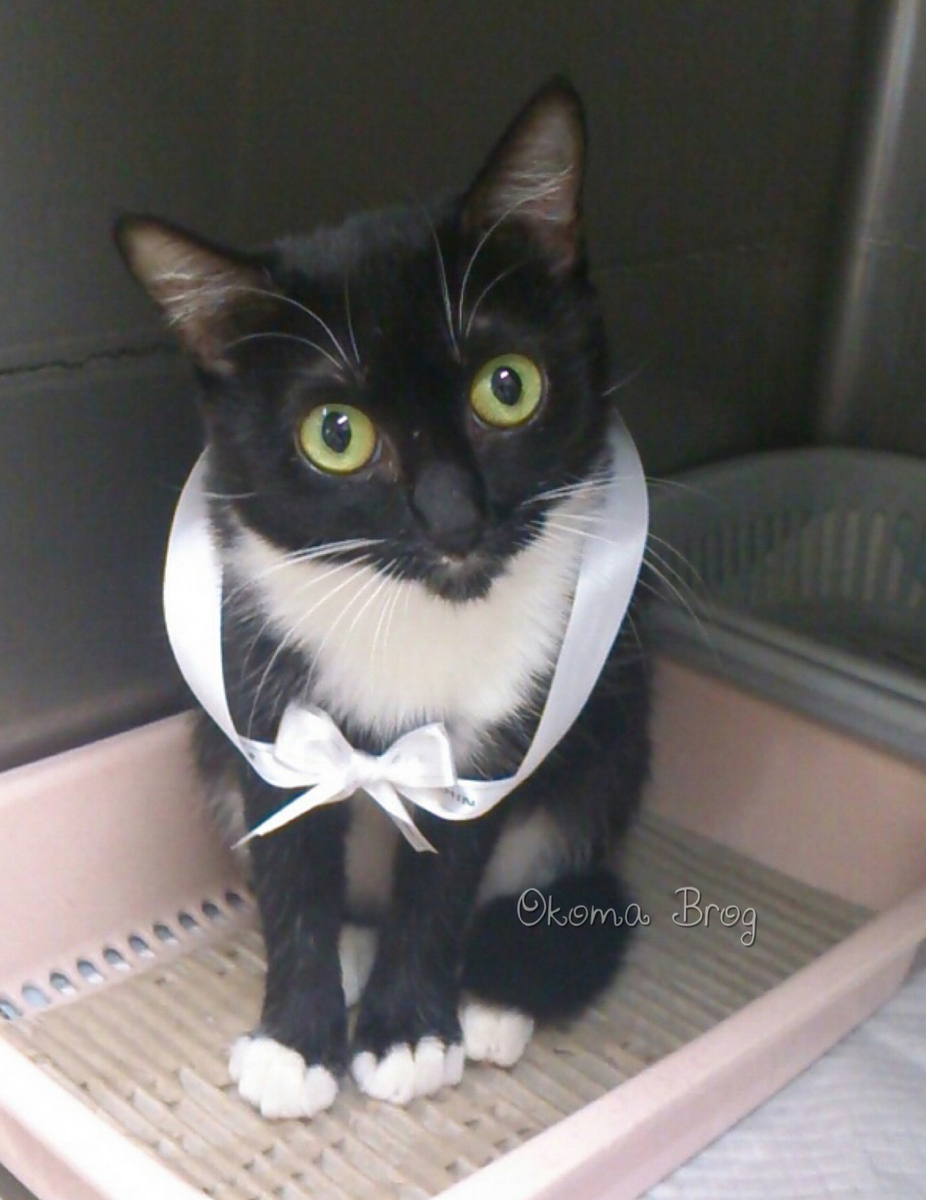 f:id:nozawa_clinic:20191003175559j:plain f:id:nozawa_clinic:20191003175559j:plain