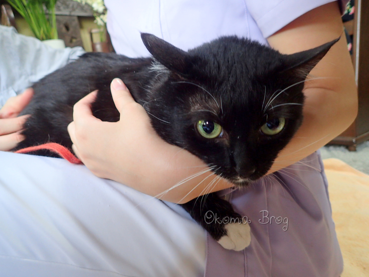 f:id:nozawa_clinic:20191003175928j:plain f:id:nozawa_clinic:20191003175928j:plain