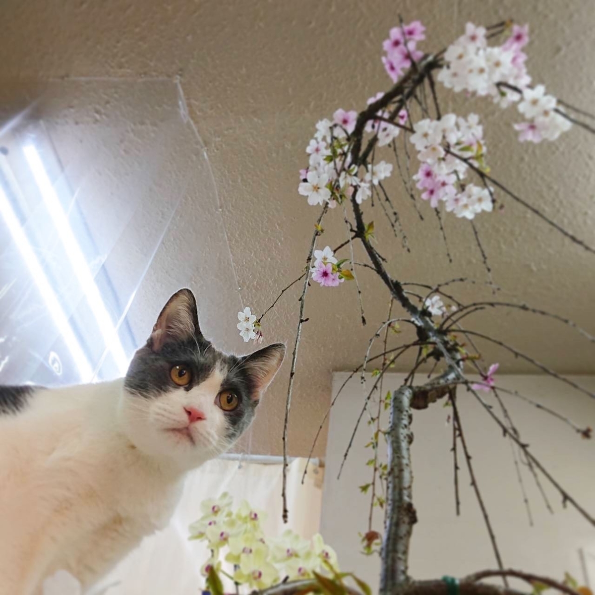 f:id:nozawa_clinic:20210415112901j:plain