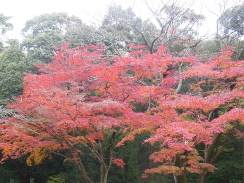 f:id:nozomi61:20171122101618j:image