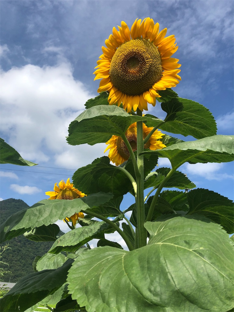 f:id:nozominakamura:20190813120820j:image