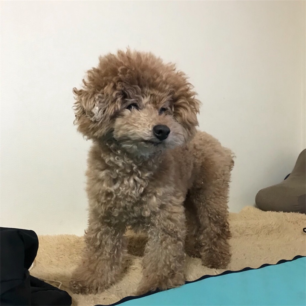 f:id:nozomyu:20180128133049j:image