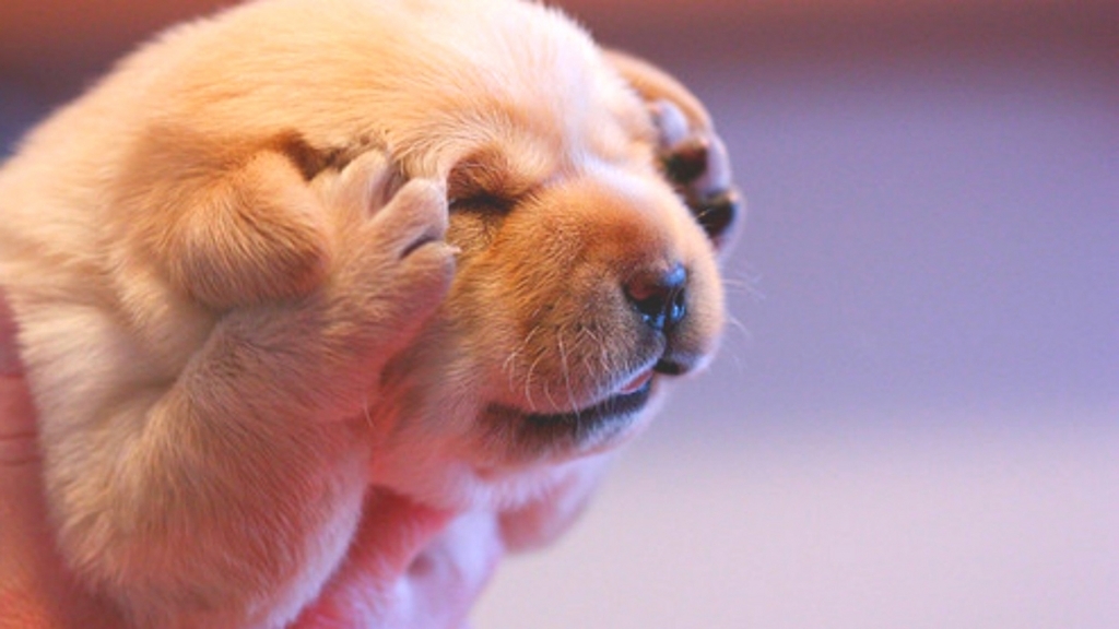 f:id:nozomyu:20180511115445j:plain