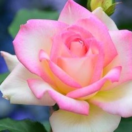 f:id:nozomyu:20200502220130j:plain