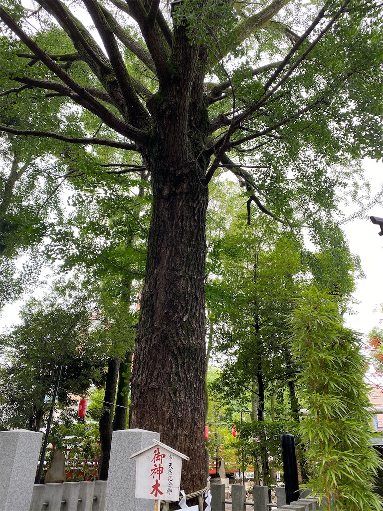 f:id:nozomyu:20200704224017j:image