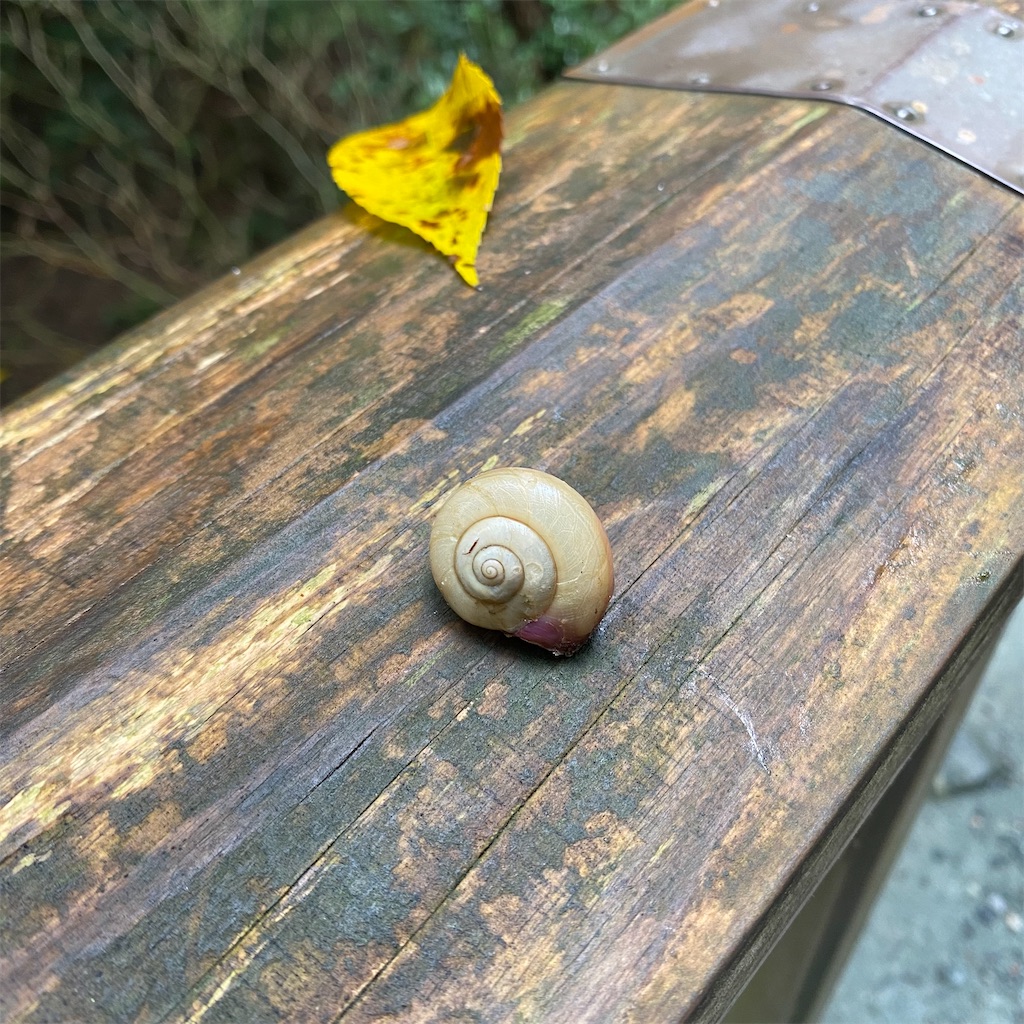 f:id:nozomyu:20211113204716j:image