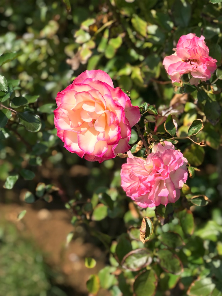 f:id:nozosan-net:20181026181525j:image