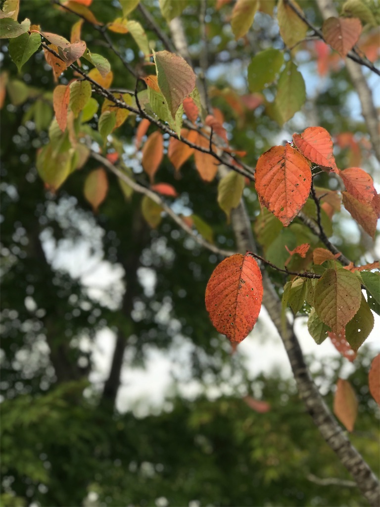 f:id:nozosan-net:20191018081515j:image f:id:nozosan-net:20191018081515j:image