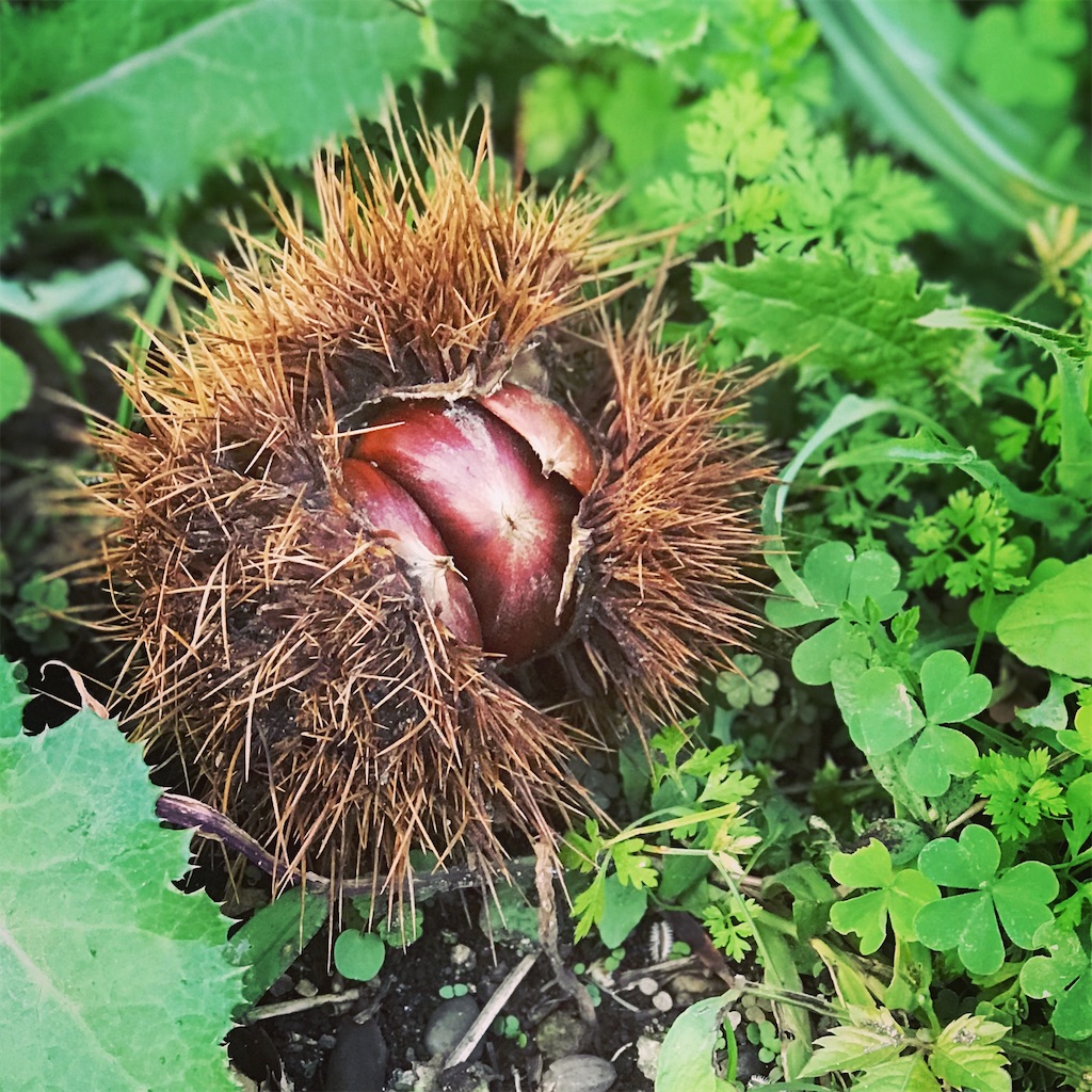 f:id:nozosan-net:20200329162723j:image