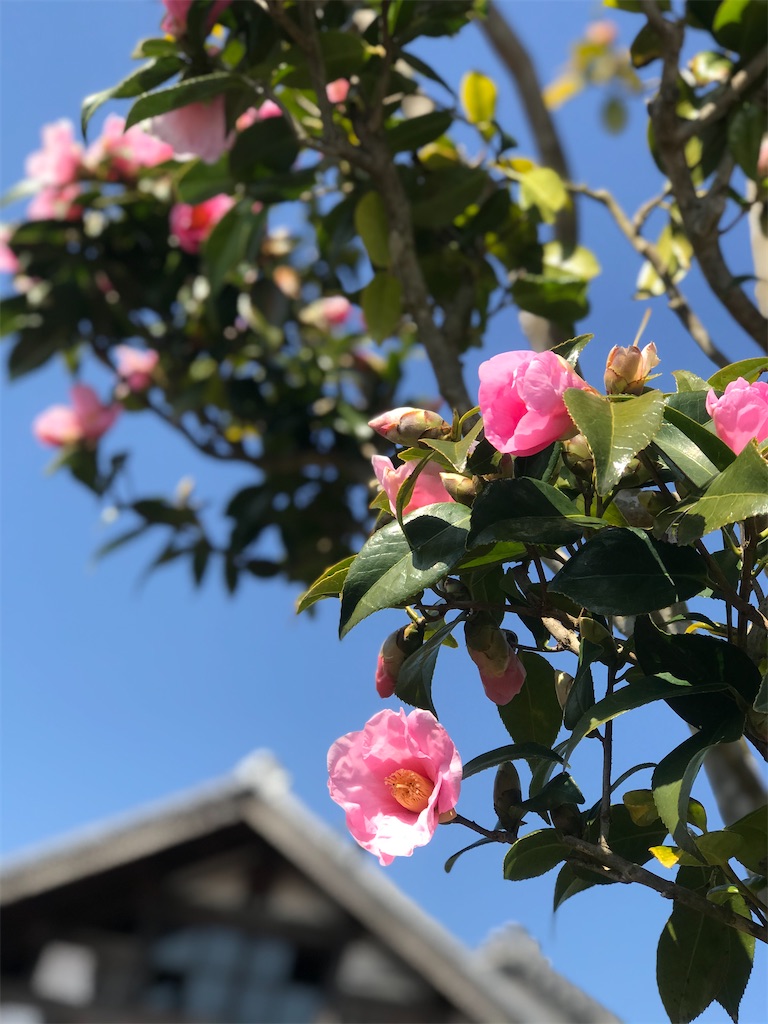 f:id:nozosan-net:20200515074526j:image f:id:nozosan-net:20200515074526j:image