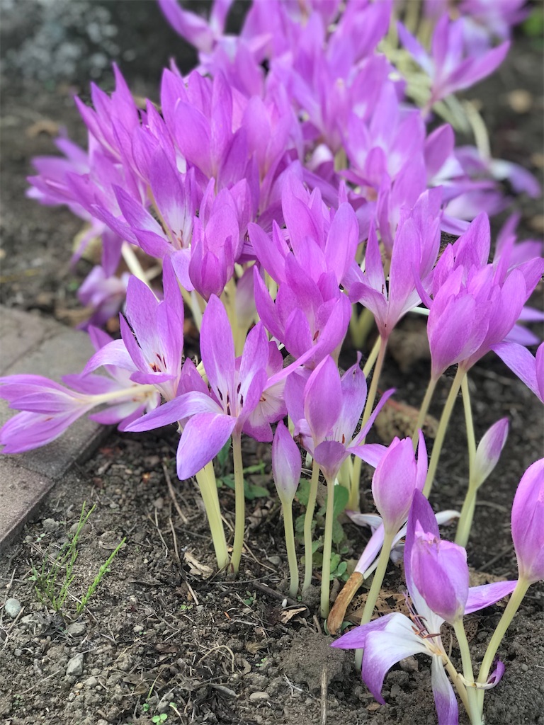 f:id:nozosan-net:20201016074633j:image