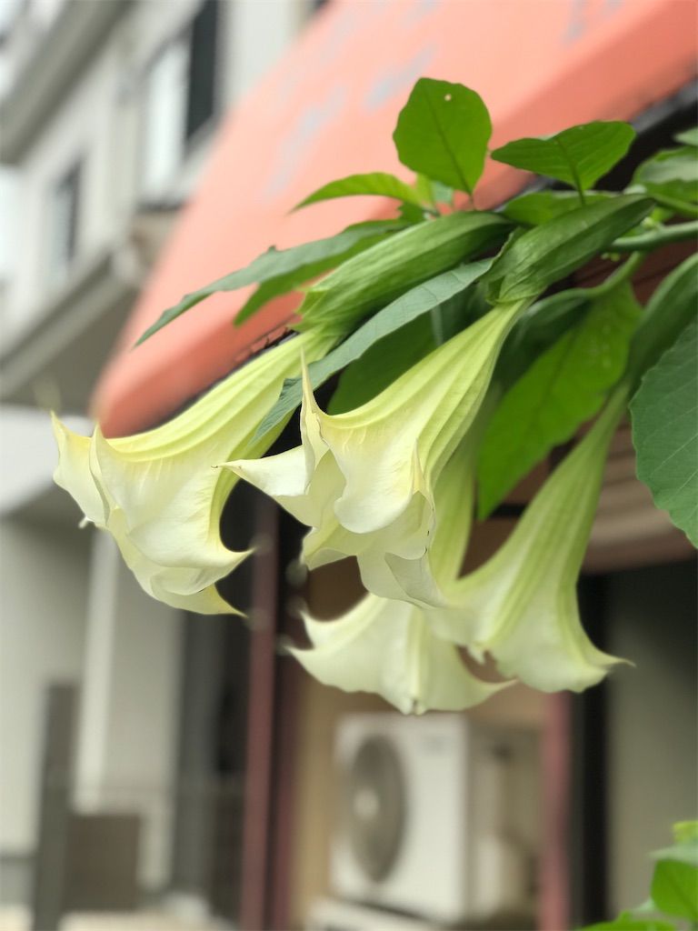 世界初の全身麻酔手術に使った花 のぞみのデュアルライフ 遠距離介護とゴミ屋敷問題 世界初の全身麻酔手術に使った花 のぞみのデュアルライフ 遠距離介護とゴミ屋敷問題