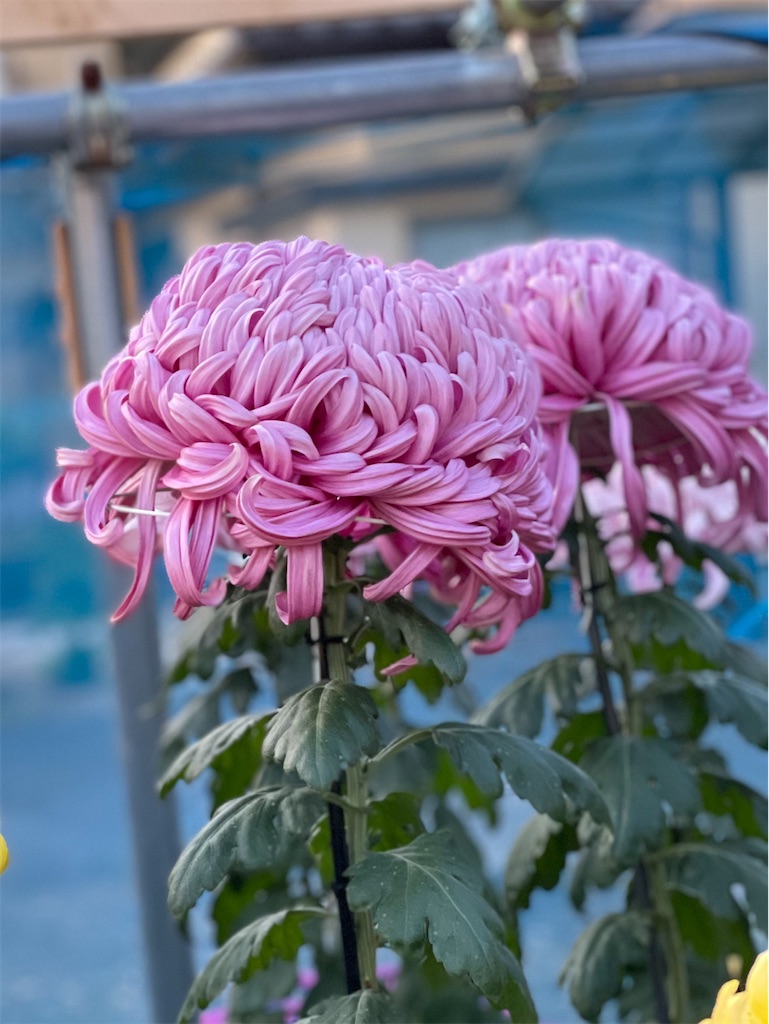 f:id:nozosan-net:20201116191336j:image