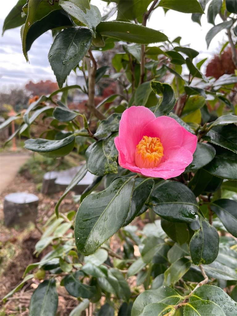 f:id:nozosan-net:20201126220229j:image f:id:nozosan-net:20201126220229j:image