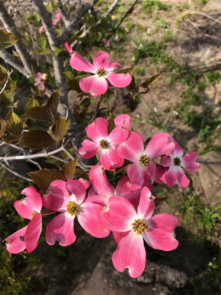 f:id:nozosan-net:20201126220451j:image f:id:nozosan-net:20201126220451j:image