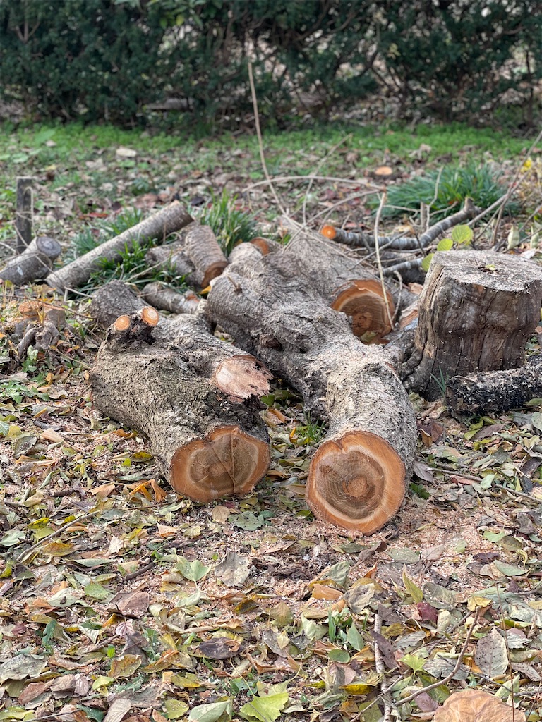 f:id:nozosan-net:20210319085207j:image f:id:nozosan-net:20210319085207j:image