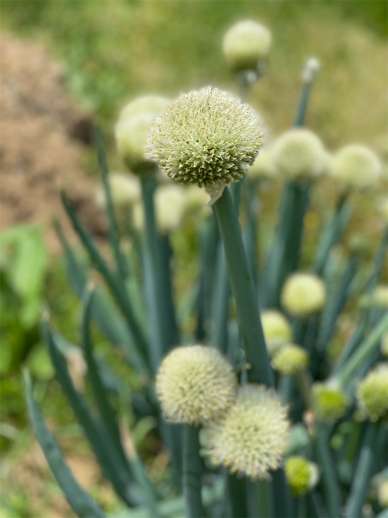 f:id:nozosan-net:20210819084407j:image