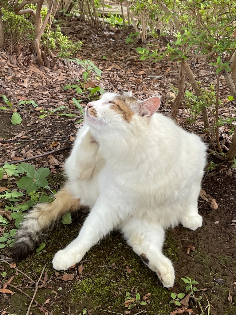 f:id:nozosan-net:20210906141707j:image f:id:nozosan-net:20210906141707j:image