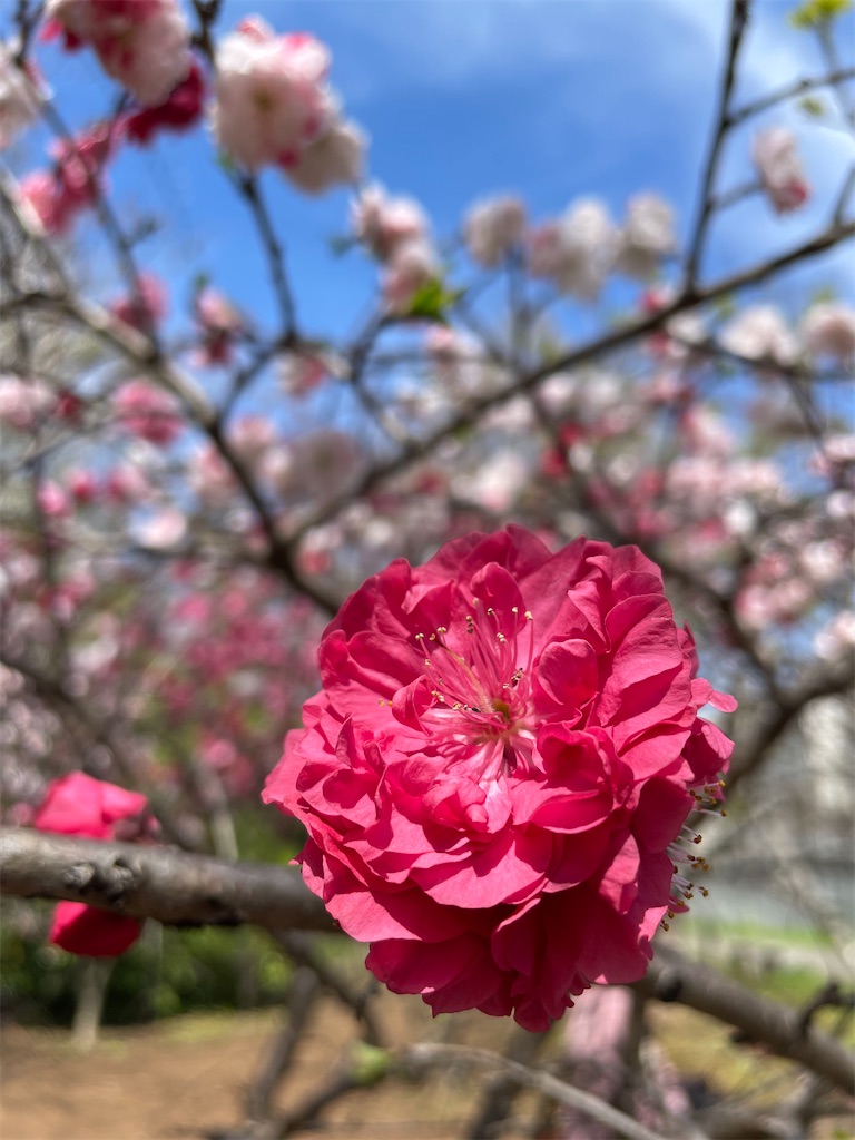 f:id:nozosan-net:20220406195251j:image f:id:nozosan-net:20220406195251j:image