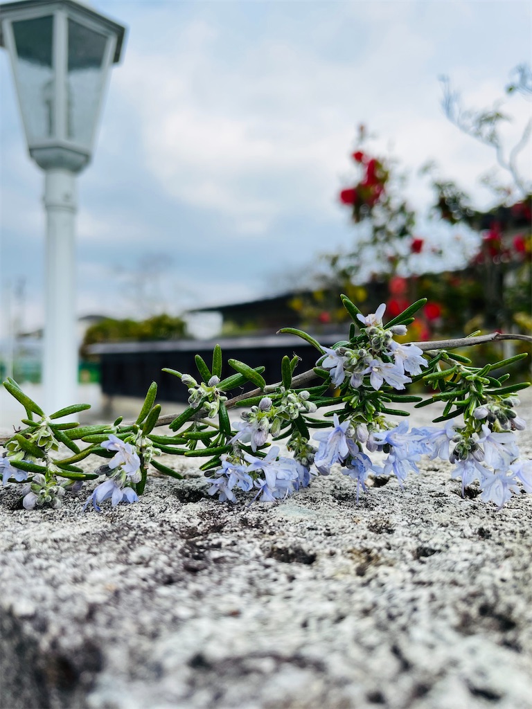 f:id:nozosan-net:20220423101951j:image