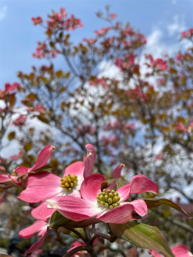 f:id:nozosan-net:20220505093905j:image