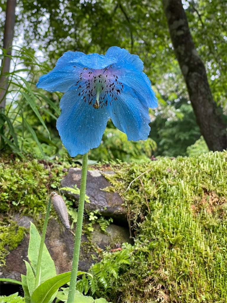 f:id:nozosan-net:20220610130329j:image f:id:nozosan-net:20220610130329j:image