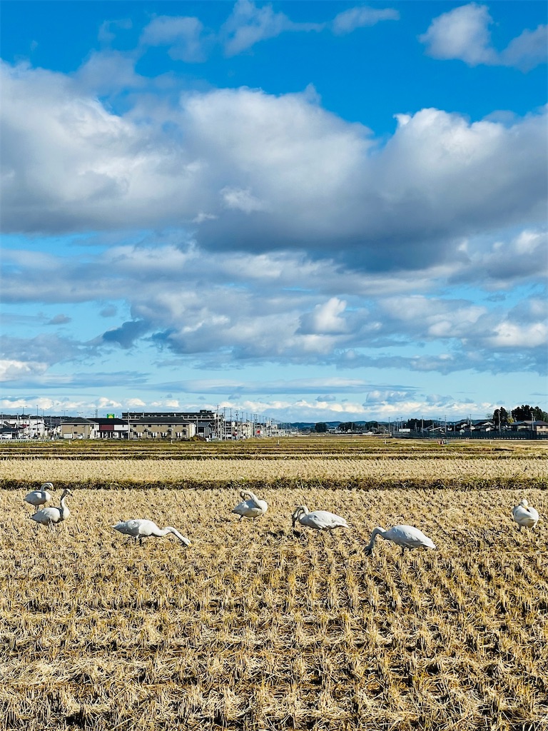 f:id:nozosan-net:20221130074054j:image