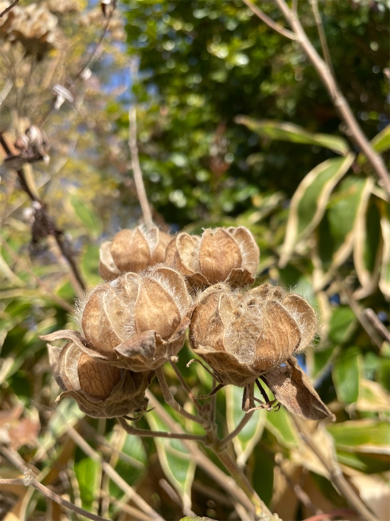 f:id:nozosan-net:20221130074118j:image