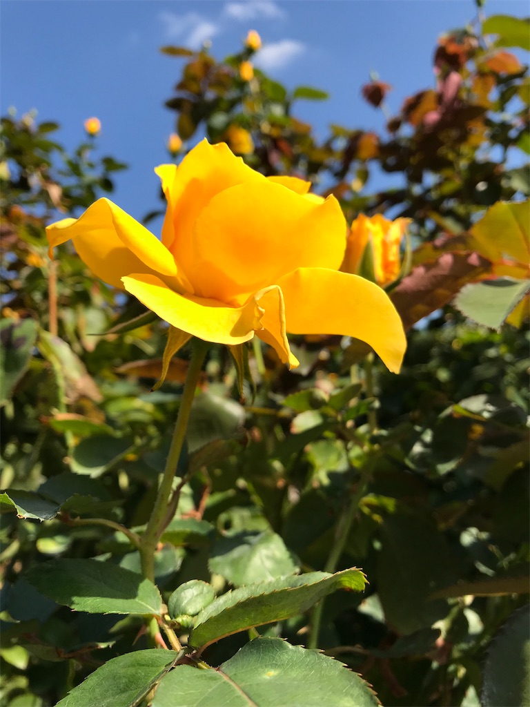 f:id:nozosan-net:20230215083222j:image