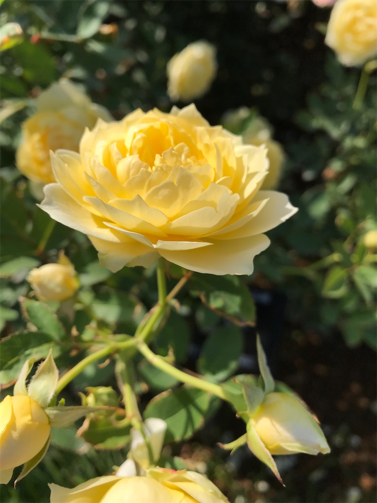 f:id:nozosan-net:20230215083225j:image