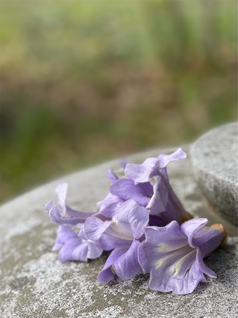 f:id:nozosan-net:20230517075403j:image f:id:nozosan-net:20230517075403j:image
