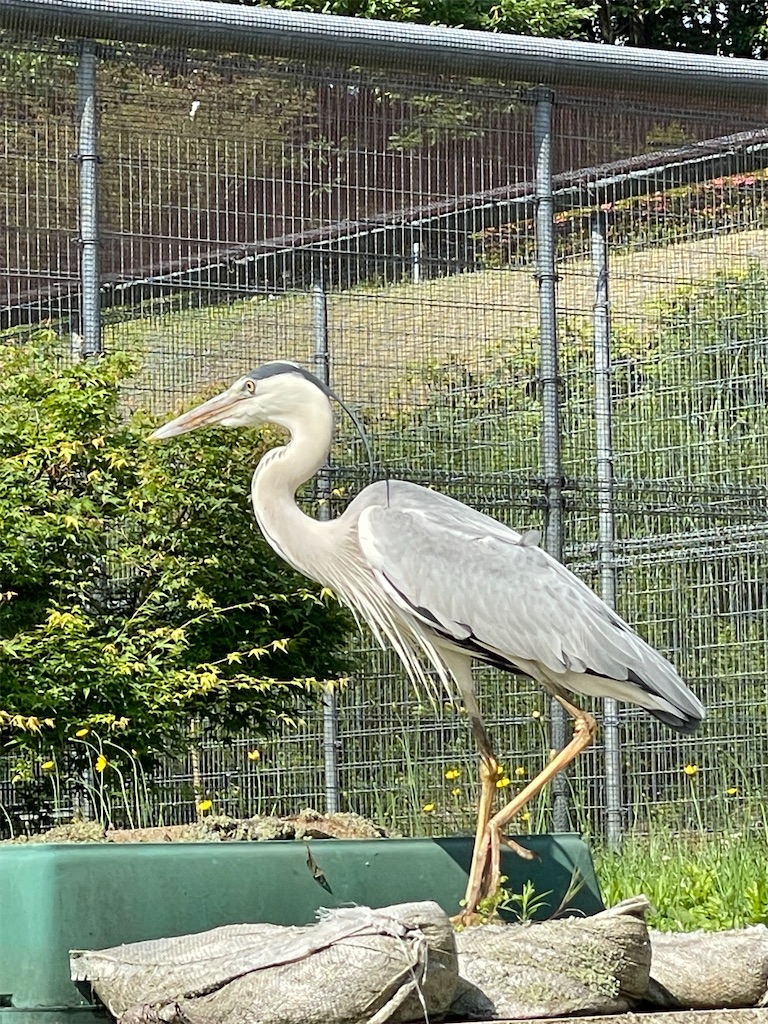 f:id:nozosan-net:20230701074559j:image