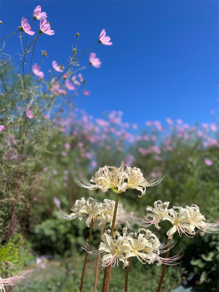 f:id:nozosan-net:20231009075308j:image f:id:nozosan-net:20231009075308j:image