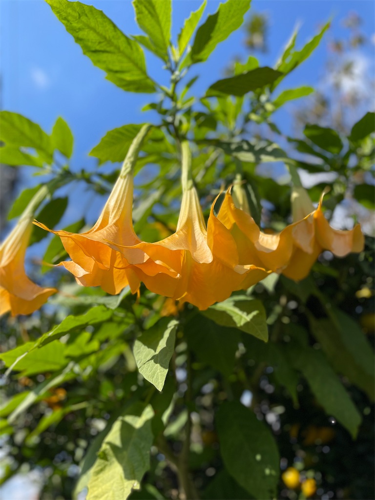 f:id:nozosan-net:20231105080836j:image