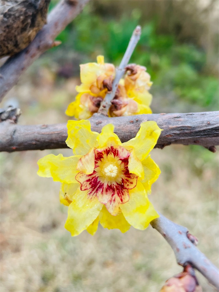 f:id:nozosan-net:20240124085336j:image f:id:nozosan-net:20240124085336j:image