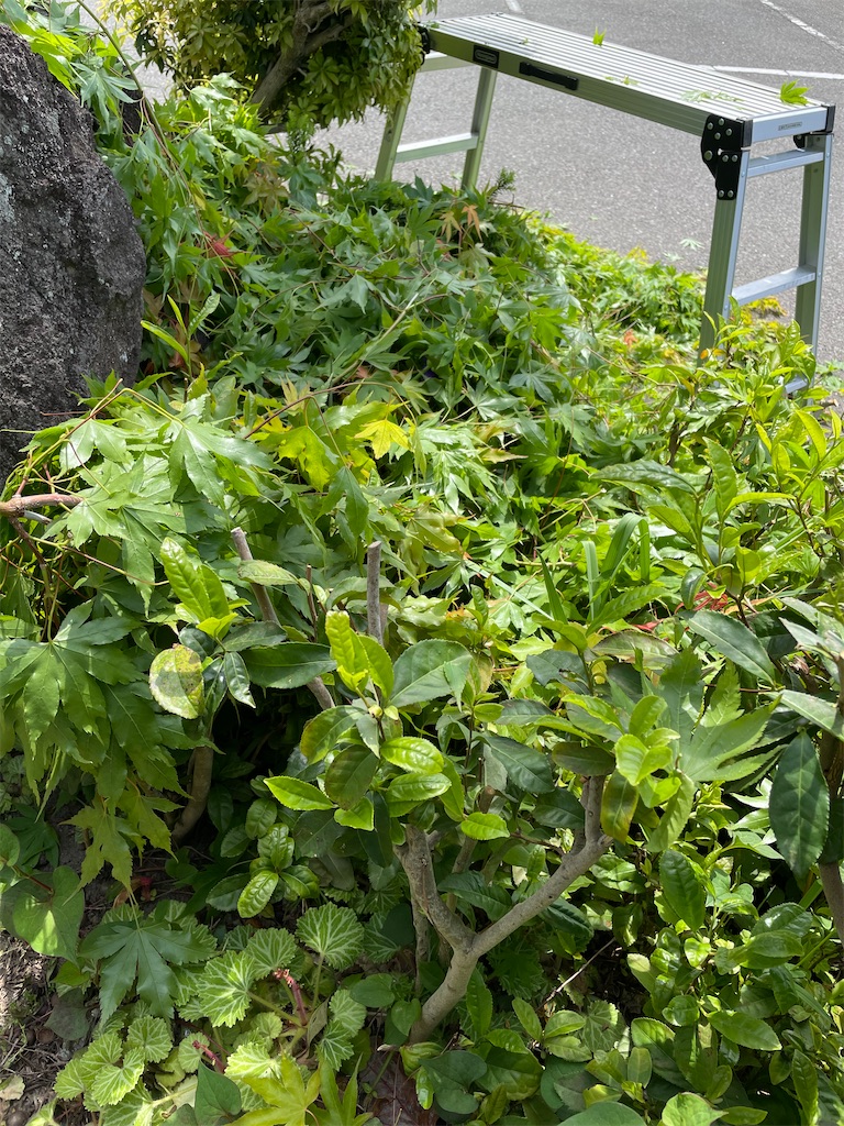 f:id:nozosan-net:20240515082037j:image