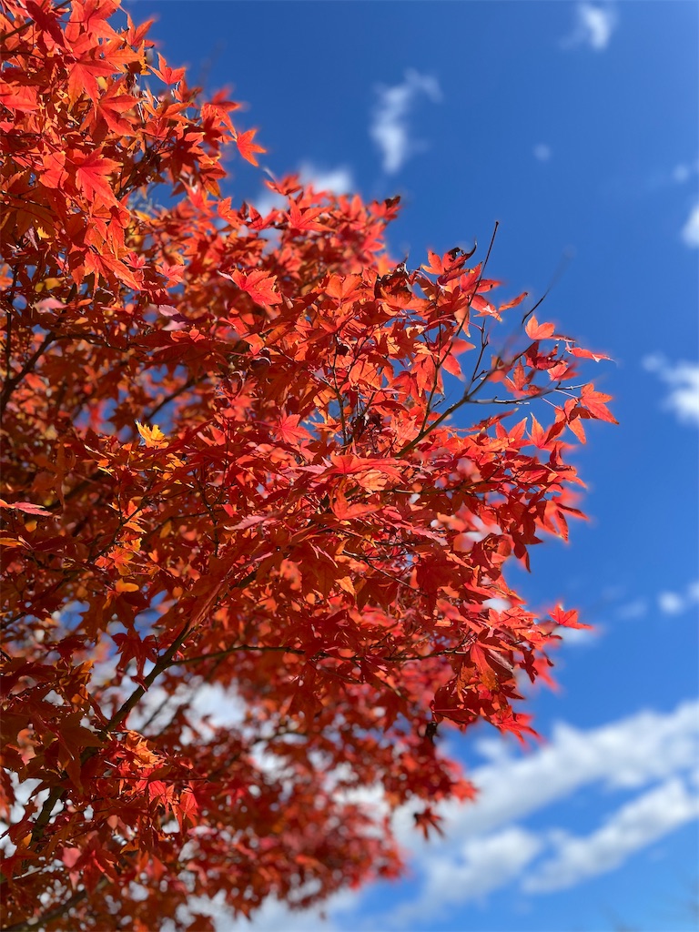 f:id:nozosan-net:20241107082544j:image