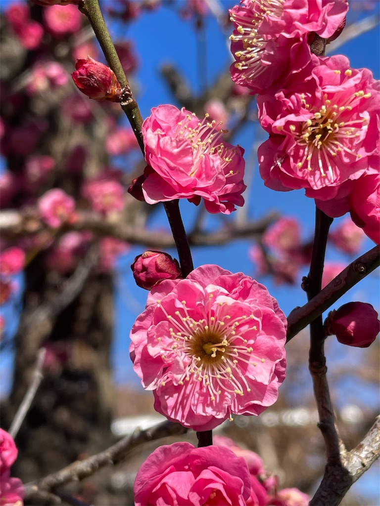 f:id:nozosan-net:20250216102810j:image f:id:nozosan-net:20250216102810j:image