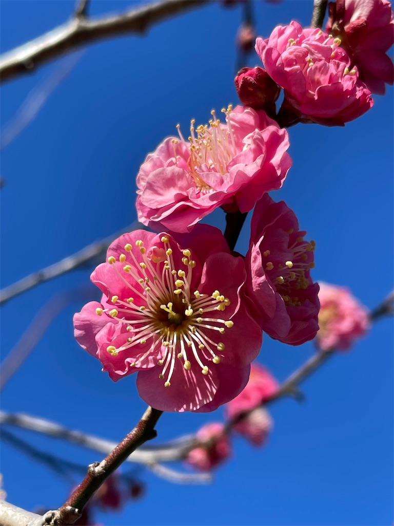 f:id:nozosan-net:20250219120737j:image f:id:nozosan-net:20250219120737j:image
