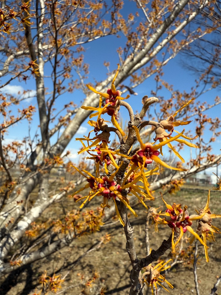 f:id:nozosan-net:20250328084156j:image