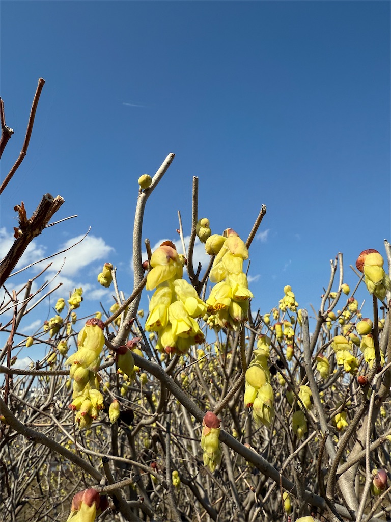 f:id:nozosan-net:20250328084216j:image