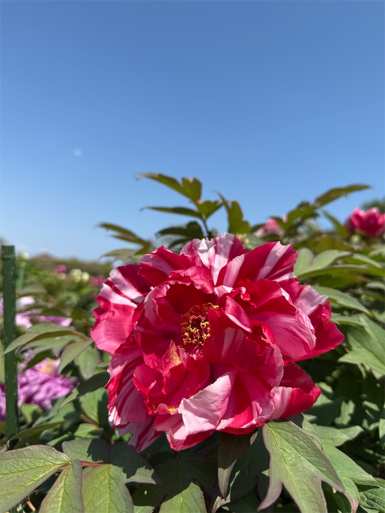 f:id:nozosan-net:20250509090049j:image