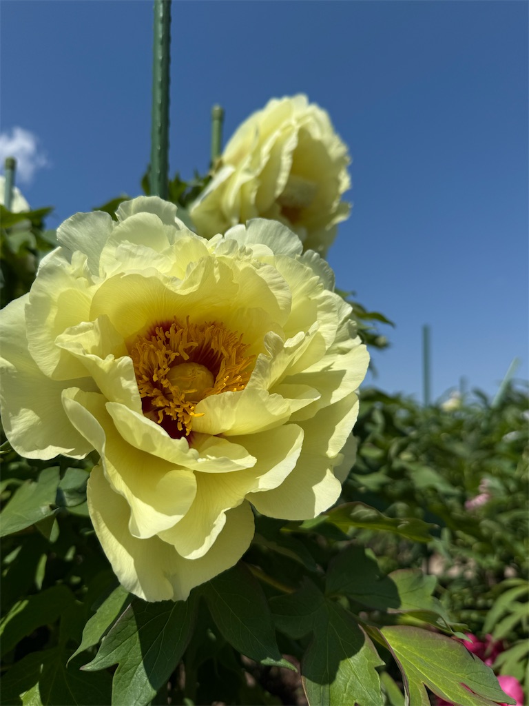 f:id:nozosan-net:20250509090118j:image